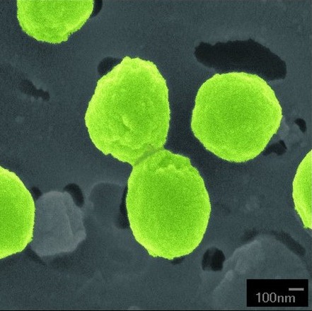 Prochlorococcus-e1345735787927