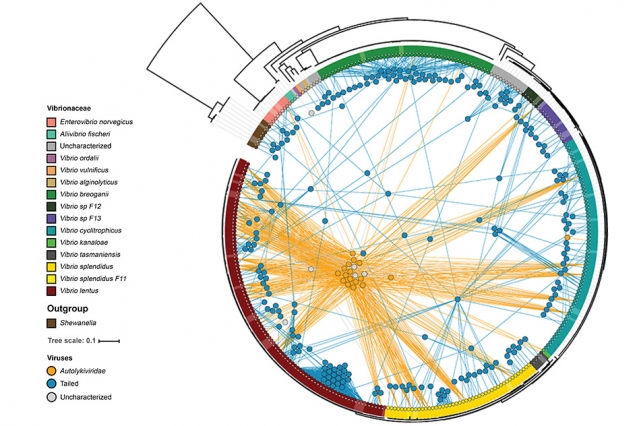 Diagram shows the relationships between marine viruses and the strains of bacteria they infect. The different strains of bacteria are shown around the rim of the circle, with colors indicating different species. Tailed viruses are shown as blue circles, and tailless viruses as orange circles. Each virus is connected by lines to the varieties of bacteria they can infect, showing that the tailless varieties each infect far more different varieties than the tailed ones, which typically infect only one or two strains. (Courtesy of researchers)