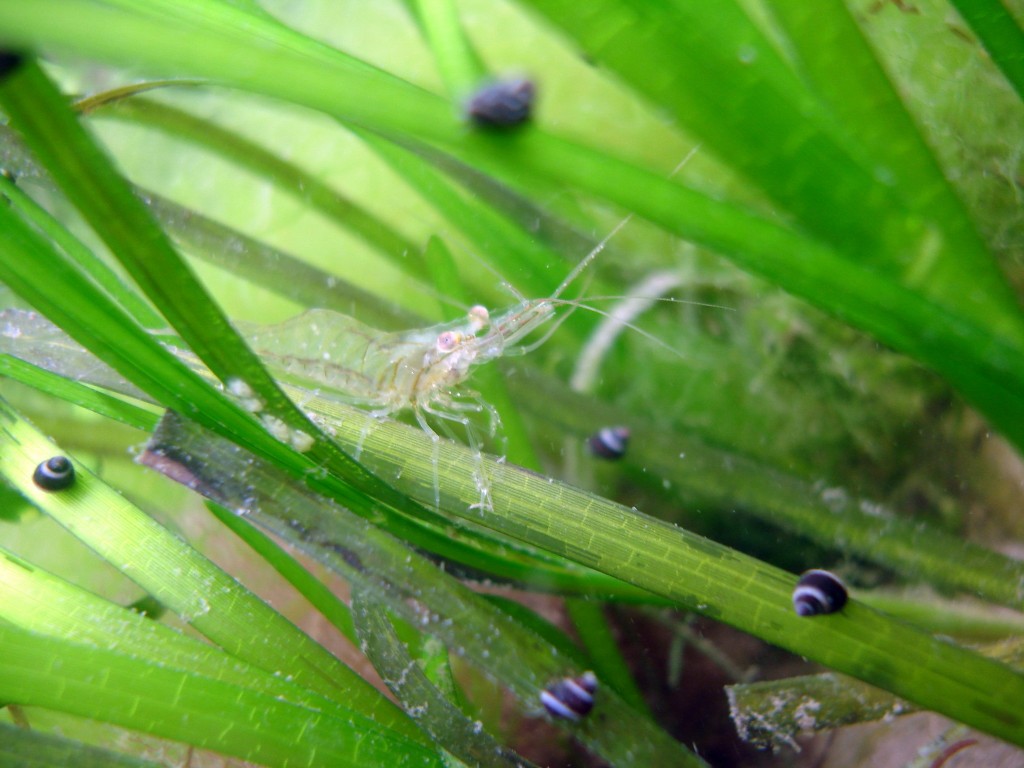 Eelgrass habitat. Credit: John Carroll